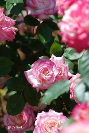 バラ　マイルージュ（My Rouge）｜花の手帖のバラ図鑑