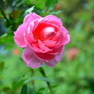 バラ　ナガラ（長良）｜花の手帖のバラ図鑑