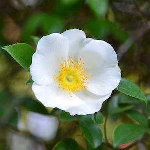 バラ　ナニワイバラ（難波茨）｜花の手帖のバラ図鑑