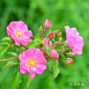 バラ　ネオン｜花の手帖のバラ図鑑