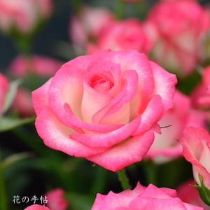 バラ　｜花の手帖のバラ図鑑