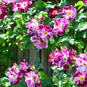 バラ　ニューイマジン｜花の手帖のバラ図鑑