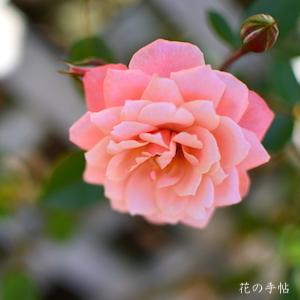 バラ　ナイス デイ（Nice Day）｜花の手帖のバラ図鑑