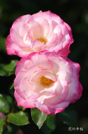 バラ　ニコール（Nicole）｜花の手帖のバラ図鑑