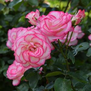 バラ　ニコール（Nicole）｜花の手帖のバラ図鑑