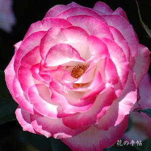 バラ　ニコール（Nicole）｜花の手帖のバラ図鑑