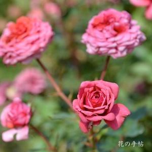 バラ　ニキータ（Nikita）｜花の手帖のバラ図鑑