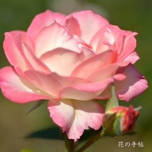 バラ　ニーナ ナディン（Nina Nadine）｜花の手帖のバラ図鑑