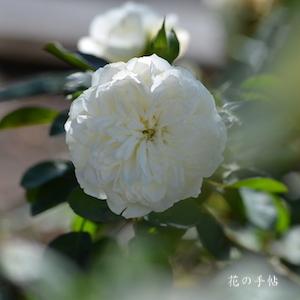 バラ　ノアシュノー｜花の手帖のバラ図鑑