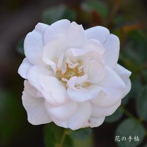 バラ　ノアシュノー｜花の手帖のバラ図鑑