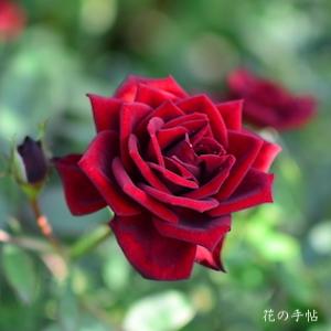 バラ　ノワール（Noir）｜花の手帖のバラ図鑑