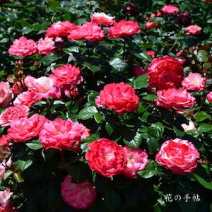 バラ　ノスタルジー（Nostalgie）｜花の手帖のバラ図鑑