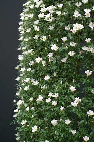 バラ　のぞみ｜花の手帖のバラ図鑑