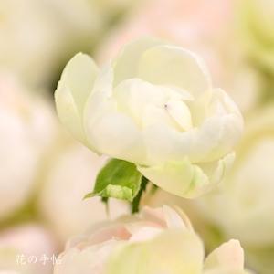 バラ　オールドファンタジー（Old Fantasy）｜花の手帖のバラ図鑑