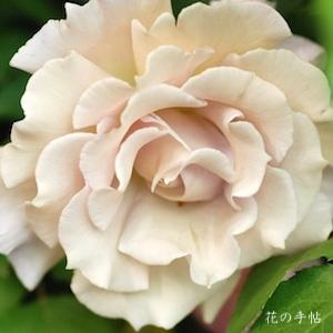 バラ　オープン アームズ（Open Arms）｜花の手帖のバラ図鑑