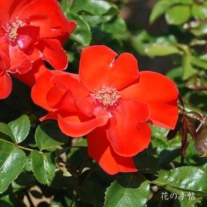 バラ　オレンジバニー（Orange Bunny）｜花の手帖のバラ図鑑