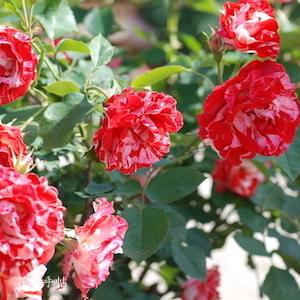 バラ　オレンジ スプラッシュ（Orange Splash）｜花の手帖のバラ図鑑