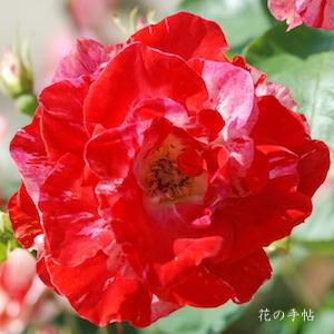 バラ　オレンジ スプラッシュ（Orange Splash）｜花の手帖のバラ図鑑