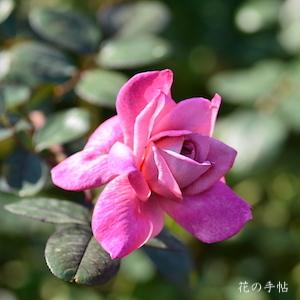 バラ　オーキッドマスターピース（Orchid Masterpiece）｜花の手帖のバラ図鑑