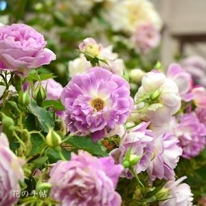 バラ　オルフェオ（Orfeo）｜花の手帖のバラ図鑑