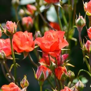 バラ　｜花の手帖のバラ図鑑