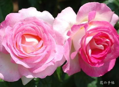 バラ　パルテノン｜花の手帖のバラ図鑑