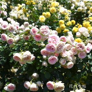 バラ　パシュミナ（Pashmina）｜花の手帖のバラ図鑑