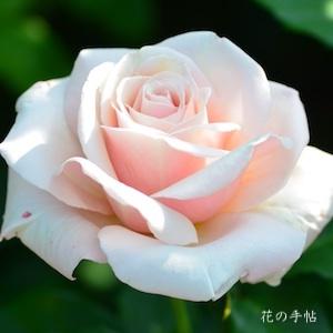 ポール リカード（Paul Ricard）バラ　｜花の手帖のバラ図鑑