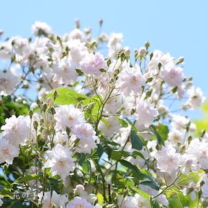 バラ　ポールズヒマラヤンムスク（Paul's Himalayan Musk）｜花の手帖のバラ図鑑
