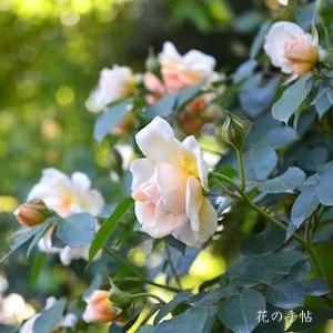 バラ　ペガサス（Pegasus）｜花の手帖のバラ図鑑