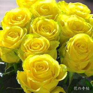 バラ　ペニーレーン（Penny Lane）｜花の手帖のバラ図鑑