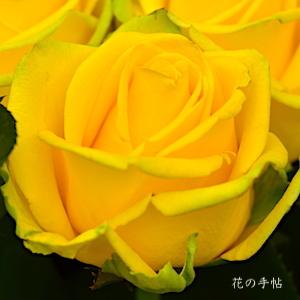 バラ　ペニーレーン（Penny Lane）｜花の手帖のバラ図鑑