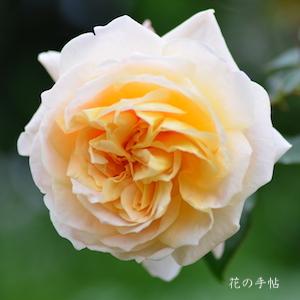 バラ　ペルディータ（Perdita）｜花の手帖のバラ図鑑