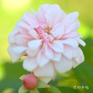 バラ　ペルル ドール（Perle d'Or）｜花の手帖のバラ図鑑