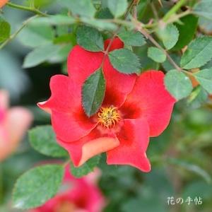 バラ　ペルシアン フレーム（Persian Flame）｜花の手帖のバラ図鑑