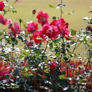 バラ　ピカソ（Picasso）｜花の手帖のバラ図鑑