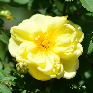 バラ　ピンピネリフォーリア ダブル イエロー｜花の手帖のバラ図鑑