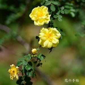 バラ　ピンピネリフォーリア ダブル イエロー｜花の手帖のバラ図鑑