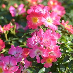 バラ　ピンク ドリフト｜花の手帖のバラ図鑑