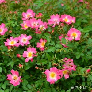 バラ　ピンク ドリフト｜花の手帖のバラ図鑑