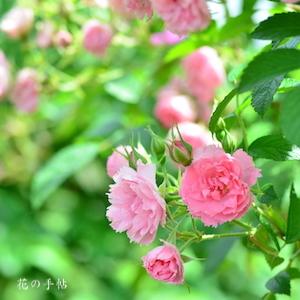 バラ　ピンク グローテンドルスト｜花の手帖のバラ図鑑