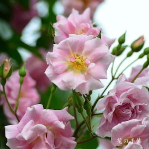 バラ　ツル ピンキー｜花の手帖のバラ図鑑