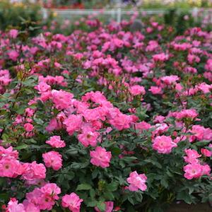 バラ　ピンク ノックアウト（Pink Knock Out）｜花の手帖のバラ図鑑