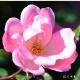 バラ　ピンクノックアウト｜花の手帖のバラ図鑑