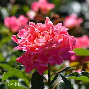 バラ　ピンクレディラッフル｜花の手帖のバラ図鑑