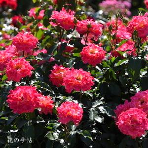 バラ　ピンクレディラッフル｜花の手帖のバラ図鑑