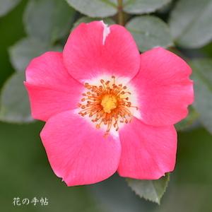 バラ　ピンク メイディランド｜花の手帖のバラ図鑑