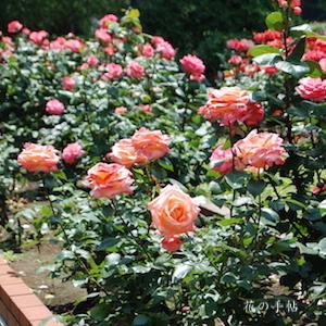 バラ　ピンク パンサー（Pink Panther）｜花の手帖のバラ図鑑