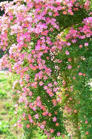 バラ　ピンクスプレー｜花の手帖のバラ図鑑