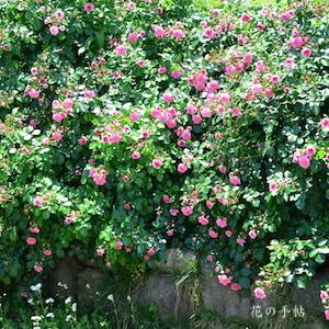 バラ　ピンク スワニー｜花の手帖のバラ図鑑